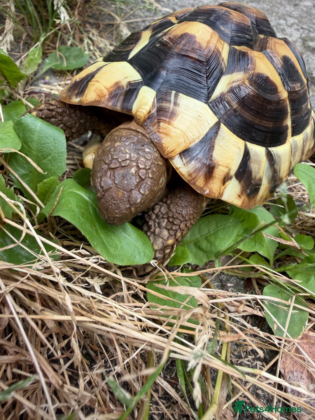 Hermann Tortoise reptiles for sale: Tortoise for a new home  in High Peak - Advert 2