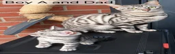 Bengal cats for sale: 🐆 Stunning Bengal Kittens – Gorgeous Rosettes - Advert 8