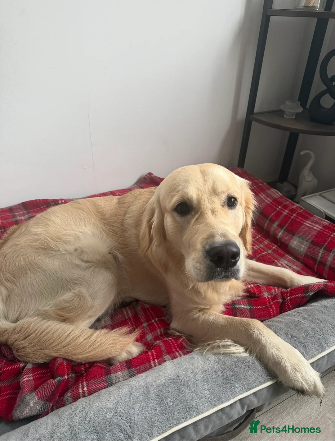 Golden Retriever dogs for sale: Meet Rex - Advert 1