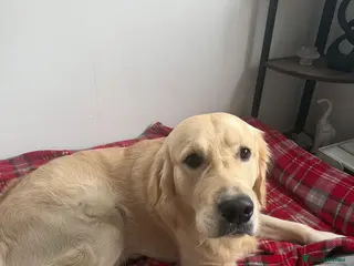 Golden Retriever dogs Meet Rex - Advert 10