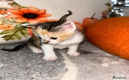 Sokoke cats for sale: Sokoke X tabby  - Image 10