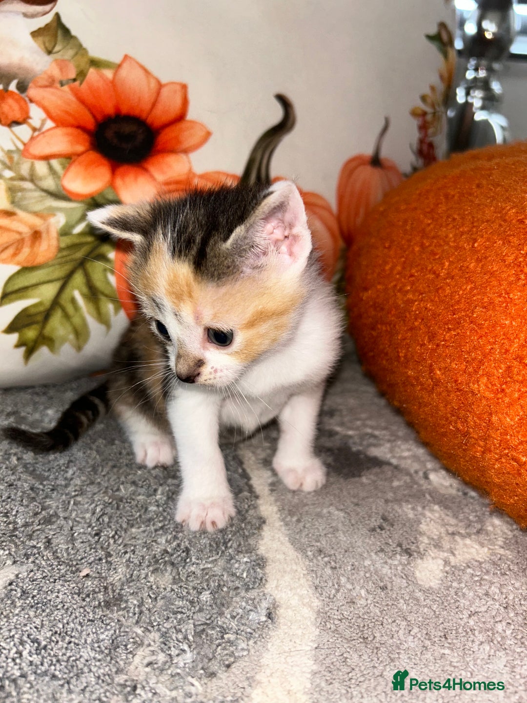 Sokoke cats for sale: Sokoke X tabby  - Image 10