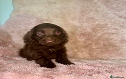 Cockapoo dogs for sale: Cockerpoo puppys - Image 2