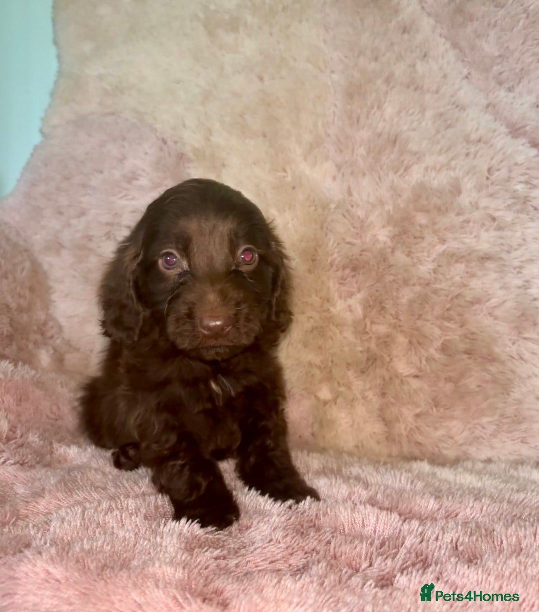 Cockapoo dogs for sale: Cockerpoo puppys - Image 2