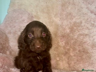 Cockapoo dogs - Advert 9