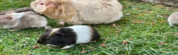 Guinea Pig rodents for sale: Baby Guinea Pigs for sale - Advert 2