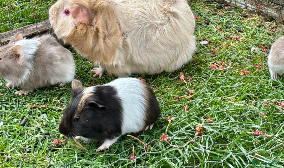 Guinea Pig rodents for sale: Baby Guinea Pigs for sale - Advert 2