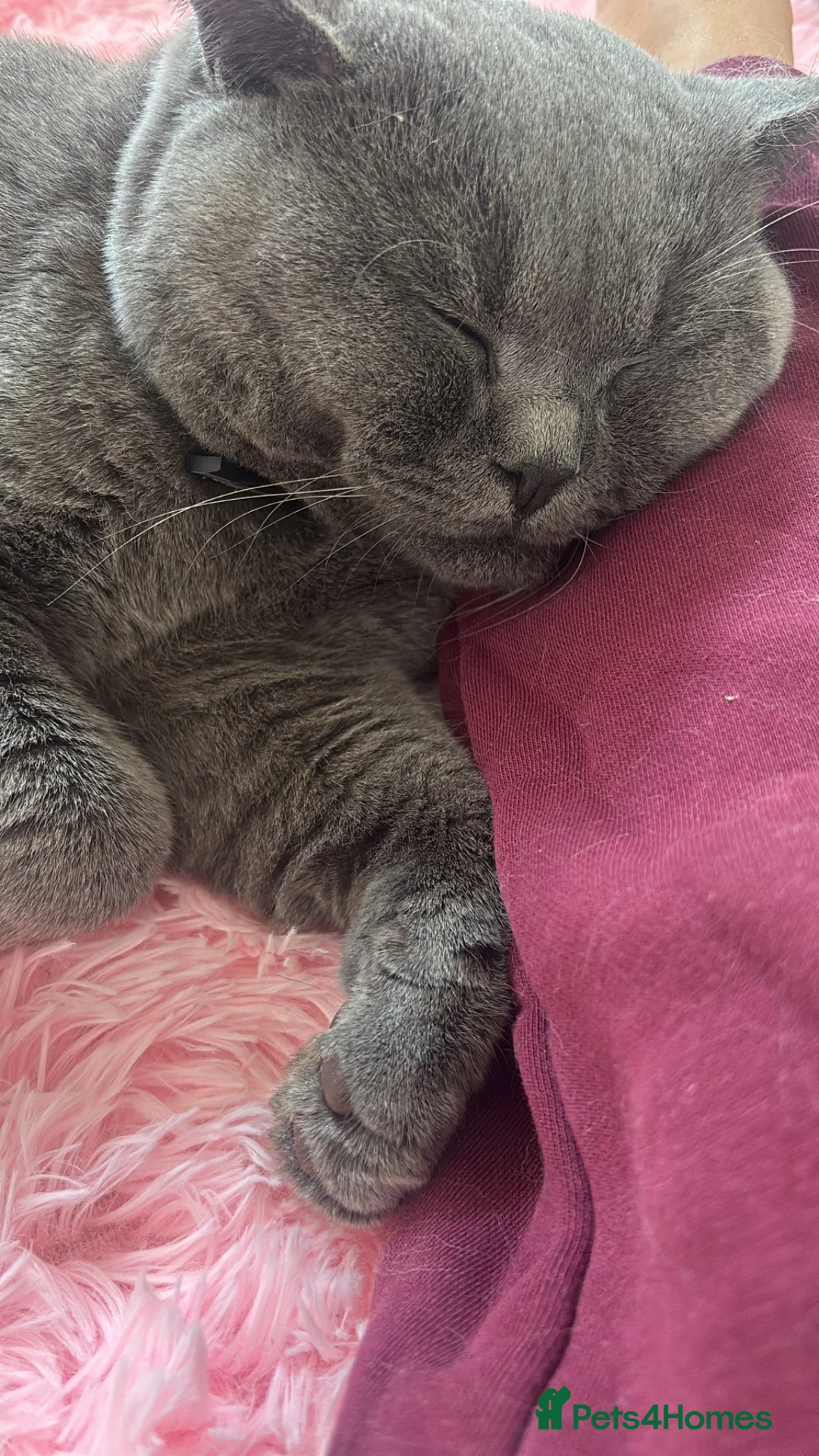 British Shorthair cats for sale: Male British ShortHair 1 year old  in Coventry - Advert 4