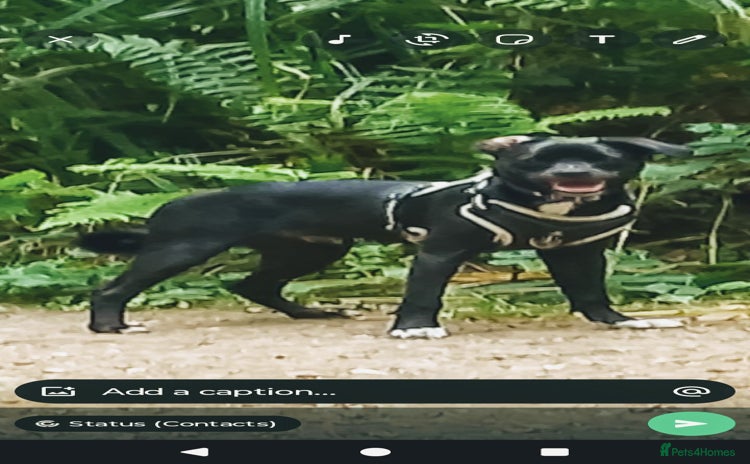 Mixed Breed dogs - Advert 2