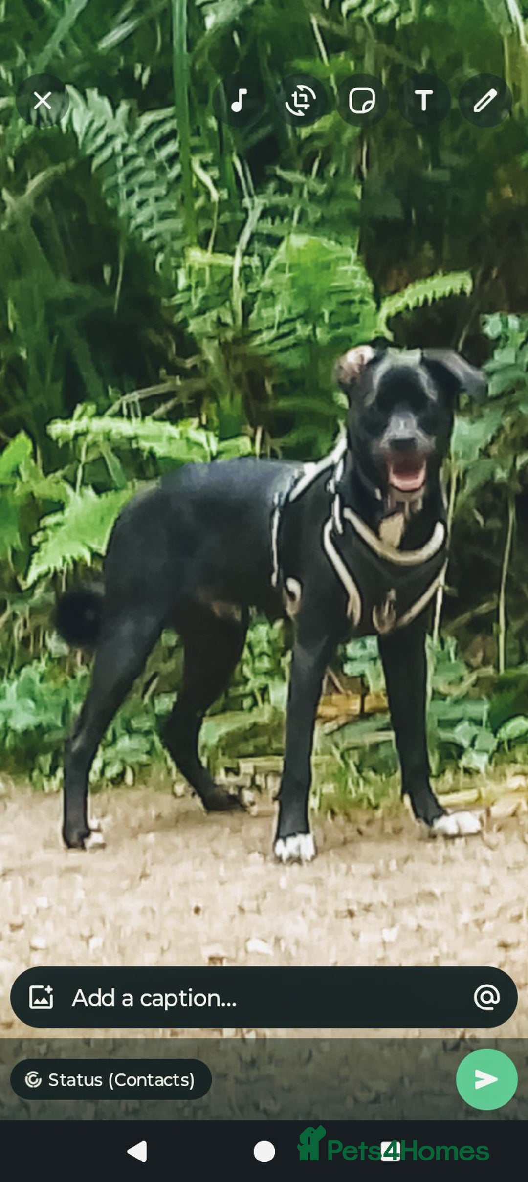 Mixed Breed dogs for sale: 7 month old collie cross pug - Image 1