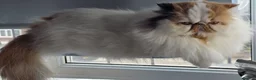Persian cats for sale: Persian Cats Looking for Forever Loving Home - Advert 7