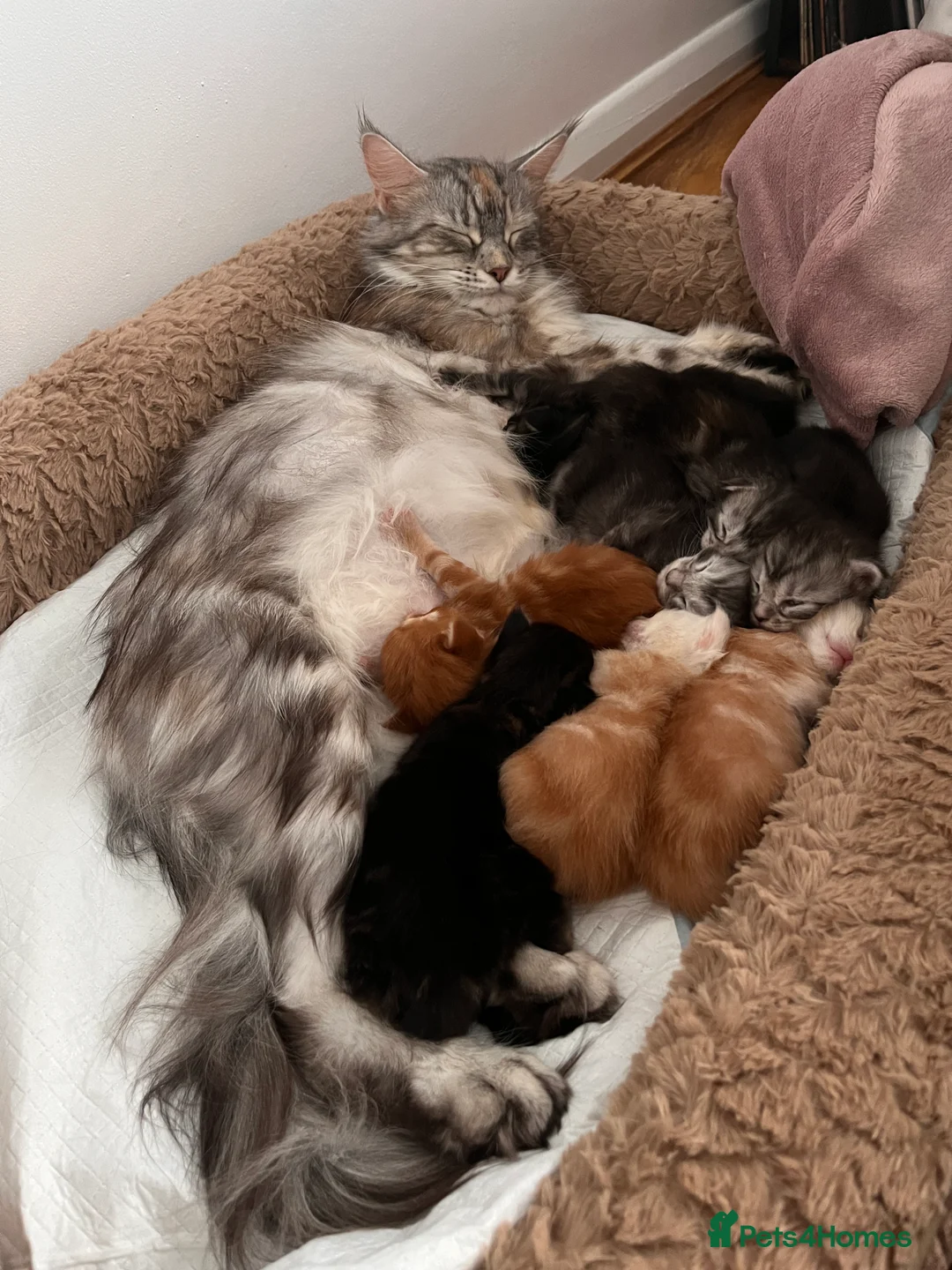 Maine Coon cats for sale: Purebred Maine Coon Kittens - Advert 2