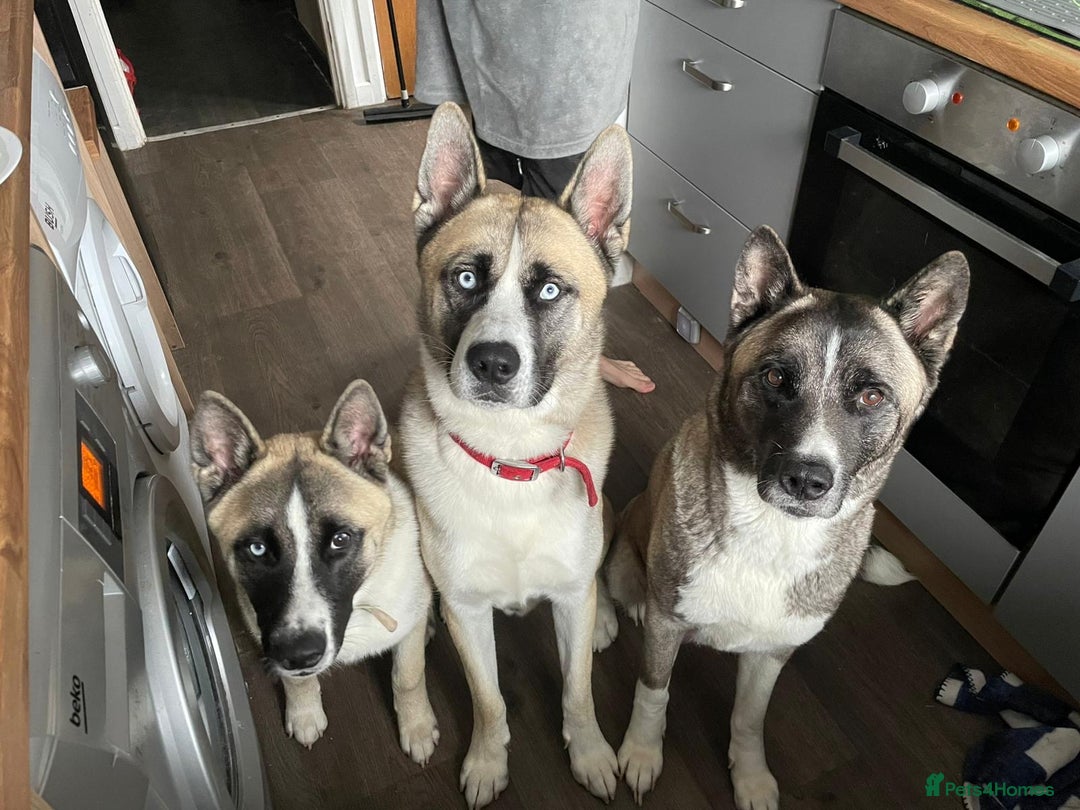 Akita dogs for sale: X2 Akita pups ready for a new home  - Image 2