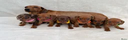 Miniature Dachshund dogs for sale: Dachshund puppies 3 boys 3 girls KC registered - Advert 11
