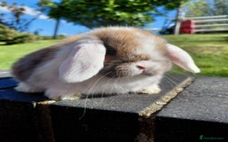 Mini Lop rabbits for sale: Mini Lop buck  - Image 1