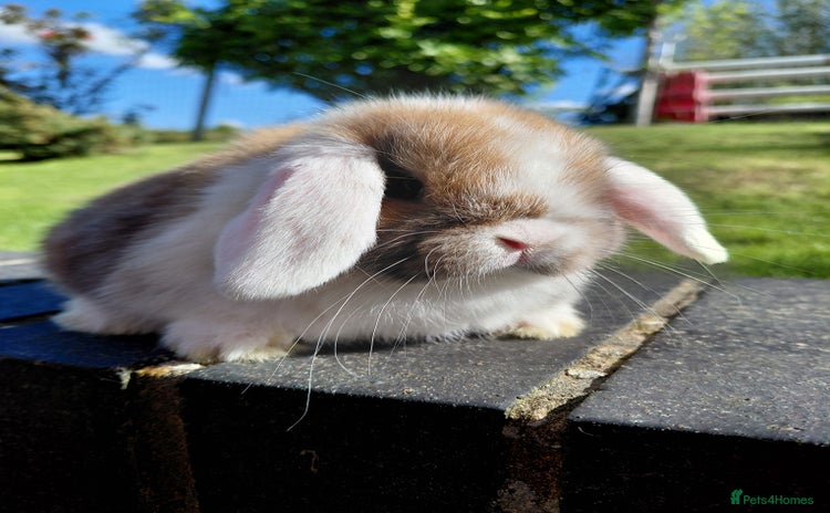 Mini Lop rabbits - Advert 16