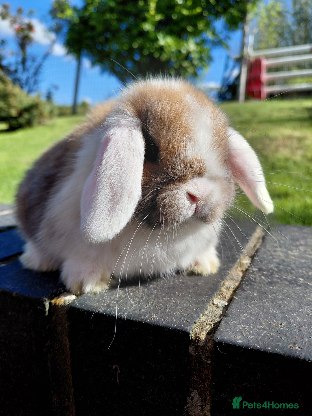 Mini Lop rabbits for sale: Mini Lop buck  - Image 1