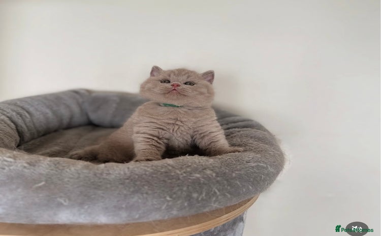 British Shorthair cats - Advert 10