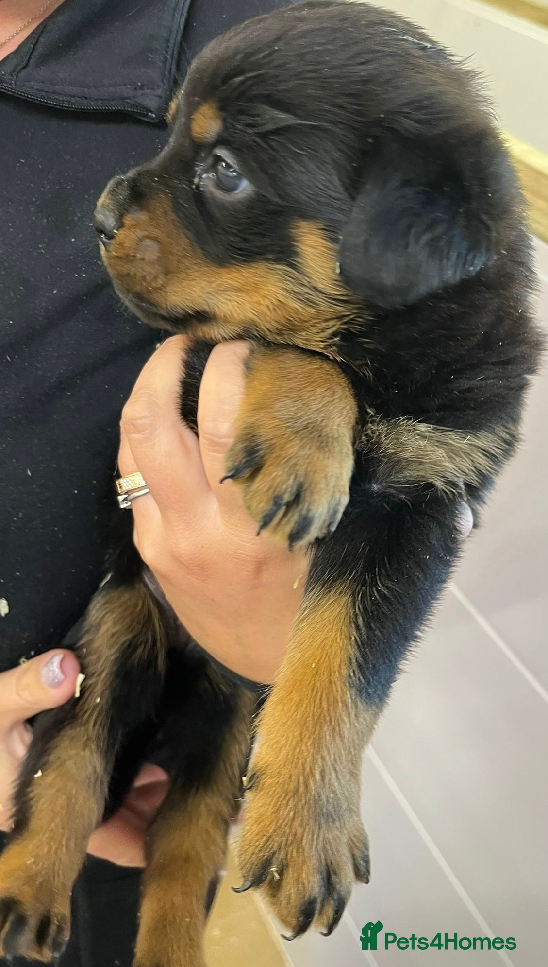 Rottweiler dogs 🤎🖤🦍 KC REGISTERED 5 ⭐️ BREEDER - Advert 3
