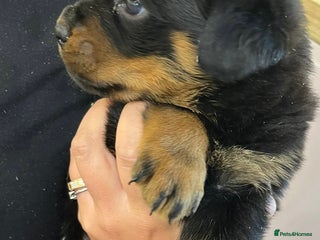 Rottweiler dogs 🤎🖤🦍 KC REGISTERED 5 ⭐️ BREEDER - Advert 4