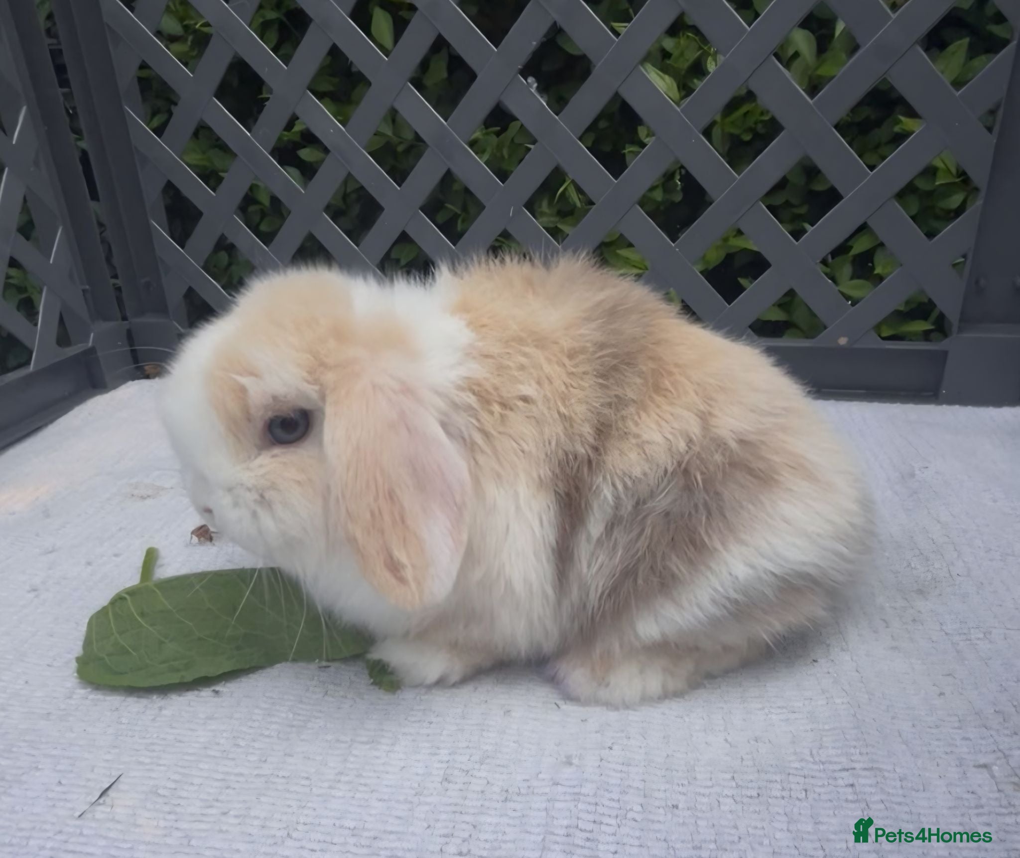 Mini Lop rabbits 3 choc harli mini lops - Advert 2