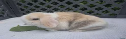 Mini Lop rabbits for sale: 3 choc harli mini lops - Advert 1