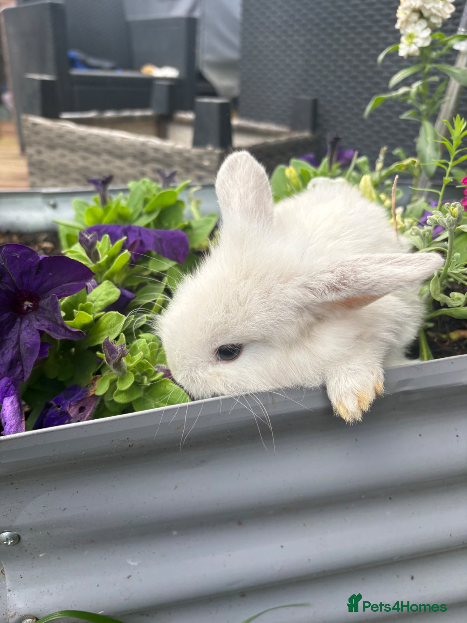 Mixed Breed rabbits Mini lop/lionhead mix breed  - Advert 2