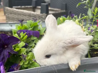 Mixed Breed rabbits Mini lop/lionhead mix breed - Advert 6
