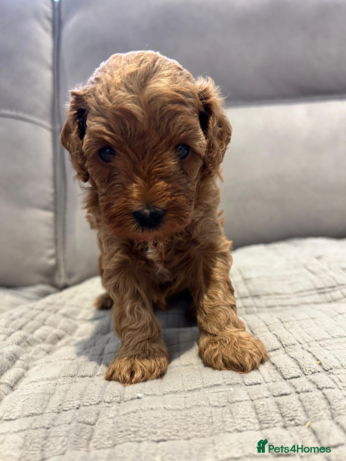 Mixed Breed dogs 🌟 Stunning F1b Cavapoo Puppies For Sale 🌟 - Advert 2