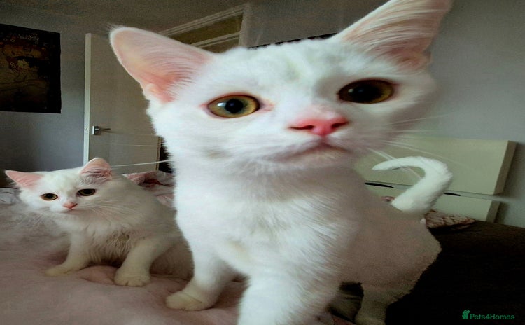 Domestic Shorthair cats - Advert 8