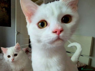 Domestic Shorthair cats - Advert 41