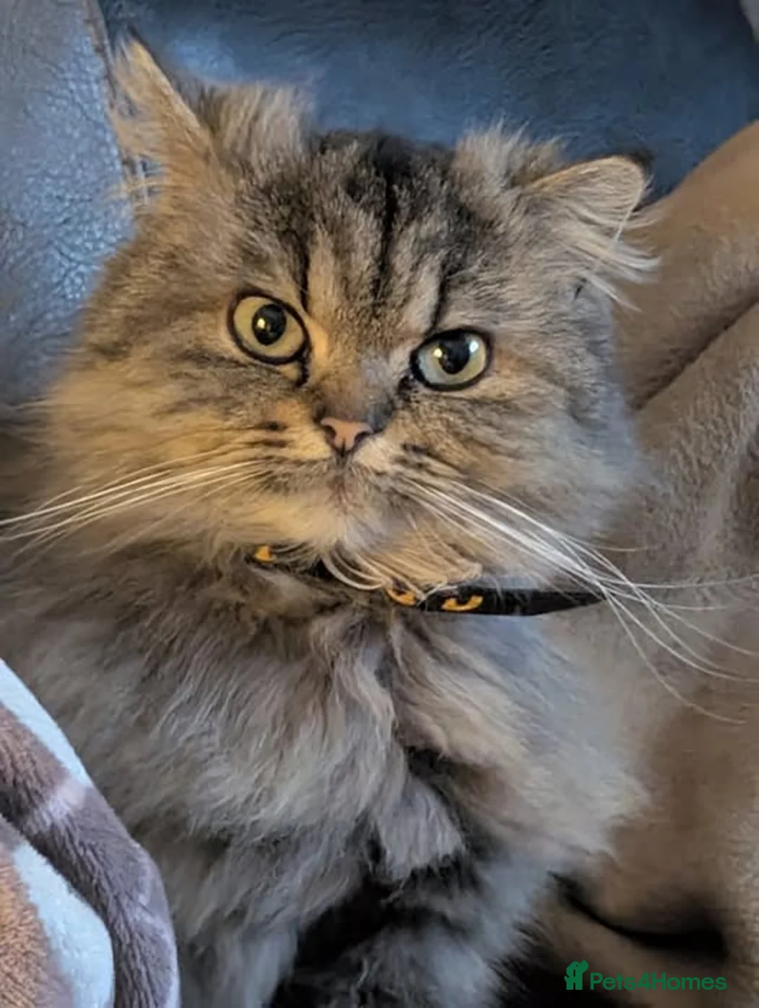Persian cats for sale: Persian 4 year old Female Cat - Advert 4
