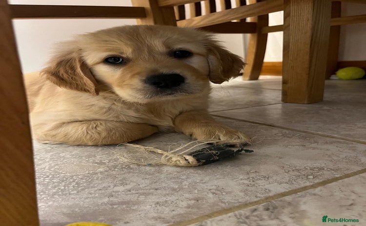 Golden Retriever dogs - Advert 4