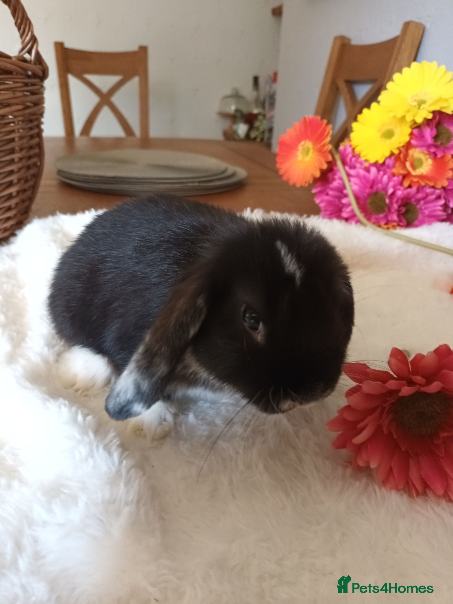 Mini Lop rabbits Beautiful mini lops  - Advert 11