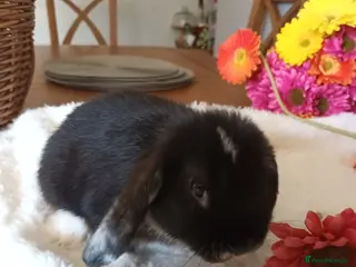 Mini Lop rabbits Beautiful mini lops - Advert 11