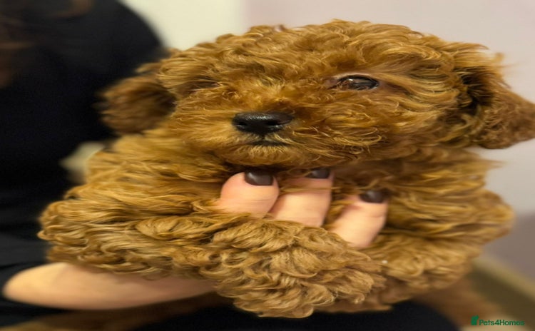 Toy Poodle dogs - Advert 10