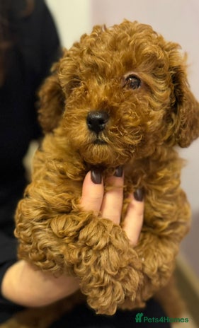 Toy Poodle dogs - Advert 10