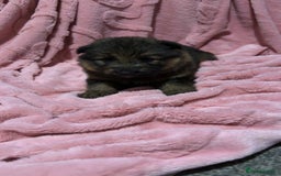 German Shepherd dogs for sale: Three beautiful kc german shepherd pups - Image 6