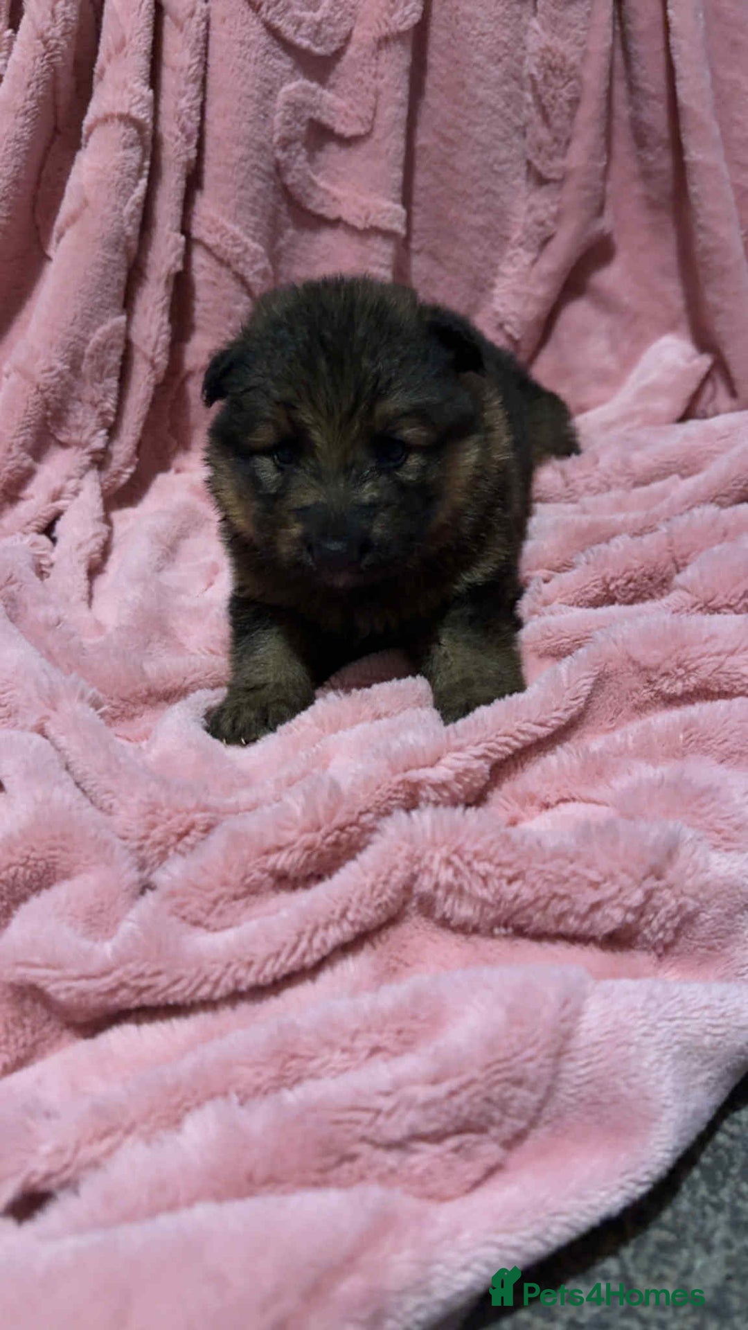German Shepherd dogs for sale: Three beautiful kc german shepherd pups - Image 6
