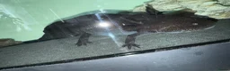 Axolotl reptiles for sale: Baby axolotls in Bridgwater - Advert 2