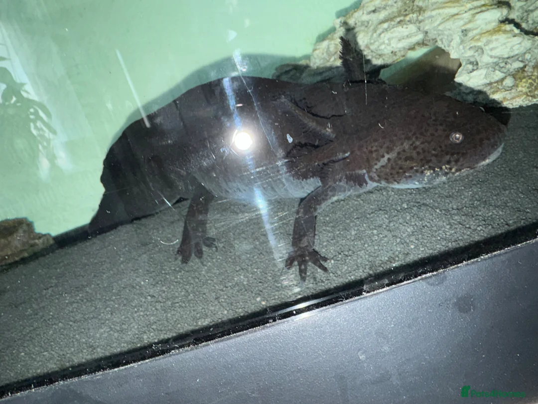 Axolotl reptiles for sale: Baby axolotls in Bridgwater - Advert 2