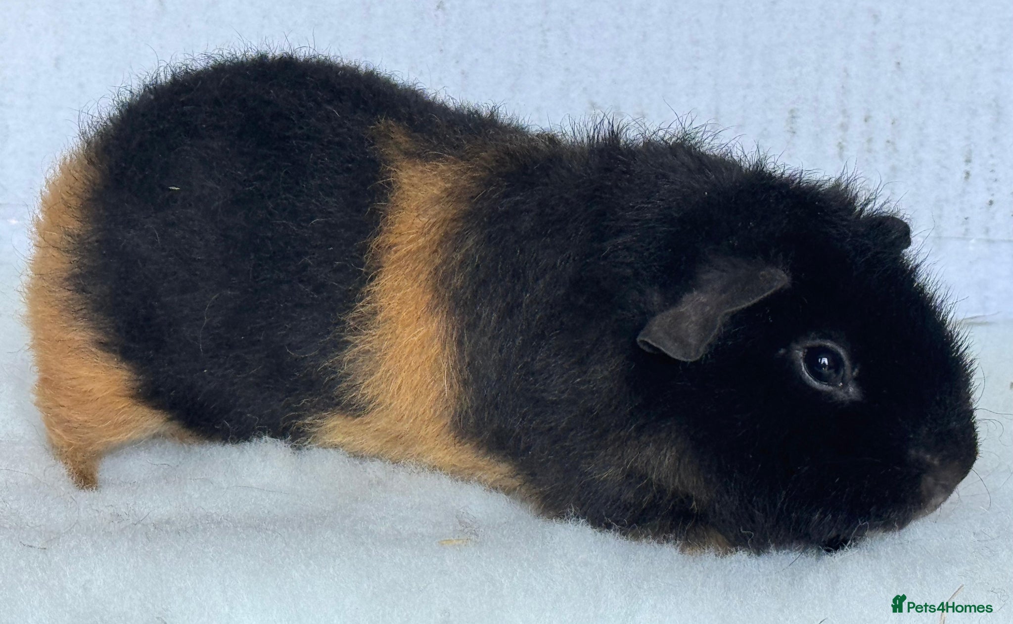 Guinea Pig rodents Teddy guinea pig Boars - Advert 6