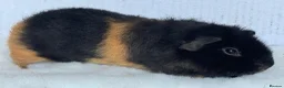 Guinea Pig rodents for sale: Teddy guinea pig Boars - Advert 1