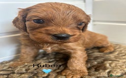 Cavapoo dogs for sale: F1 CAVAPOO BABIES 5🌟LICENSED BREEDER  - Image 13