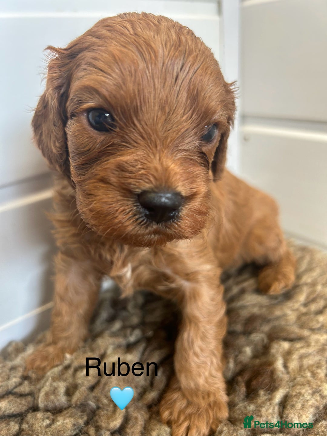 Cavapoo dogs for sale: F1 CAVAPOO BABIES 5🌟LICENSED BREEDER  - Image 13