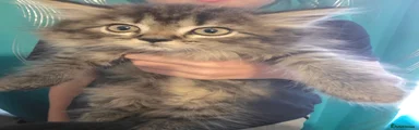 Persian 1