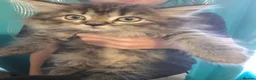Persian cats for sale: Beautiful dollface persian chinchilla kittens  - Advert 8