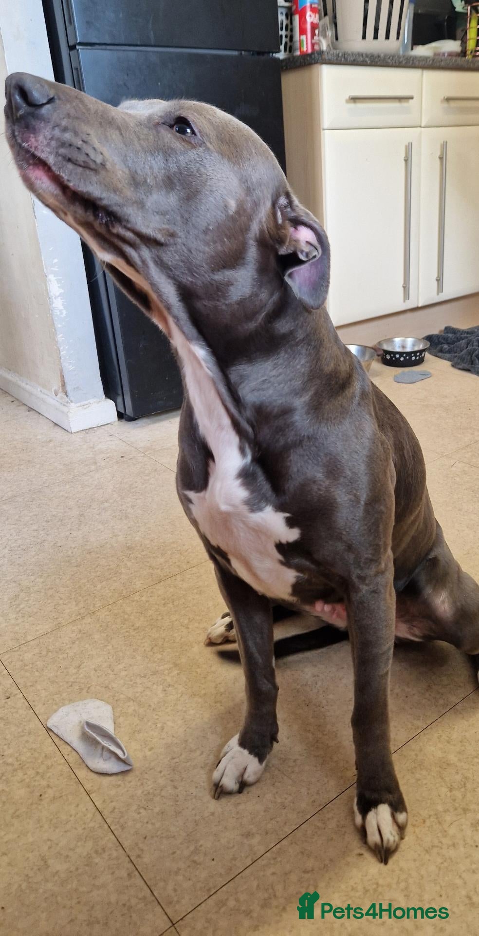 Mixed Breed dogs Staffy x lab female - Advert 9