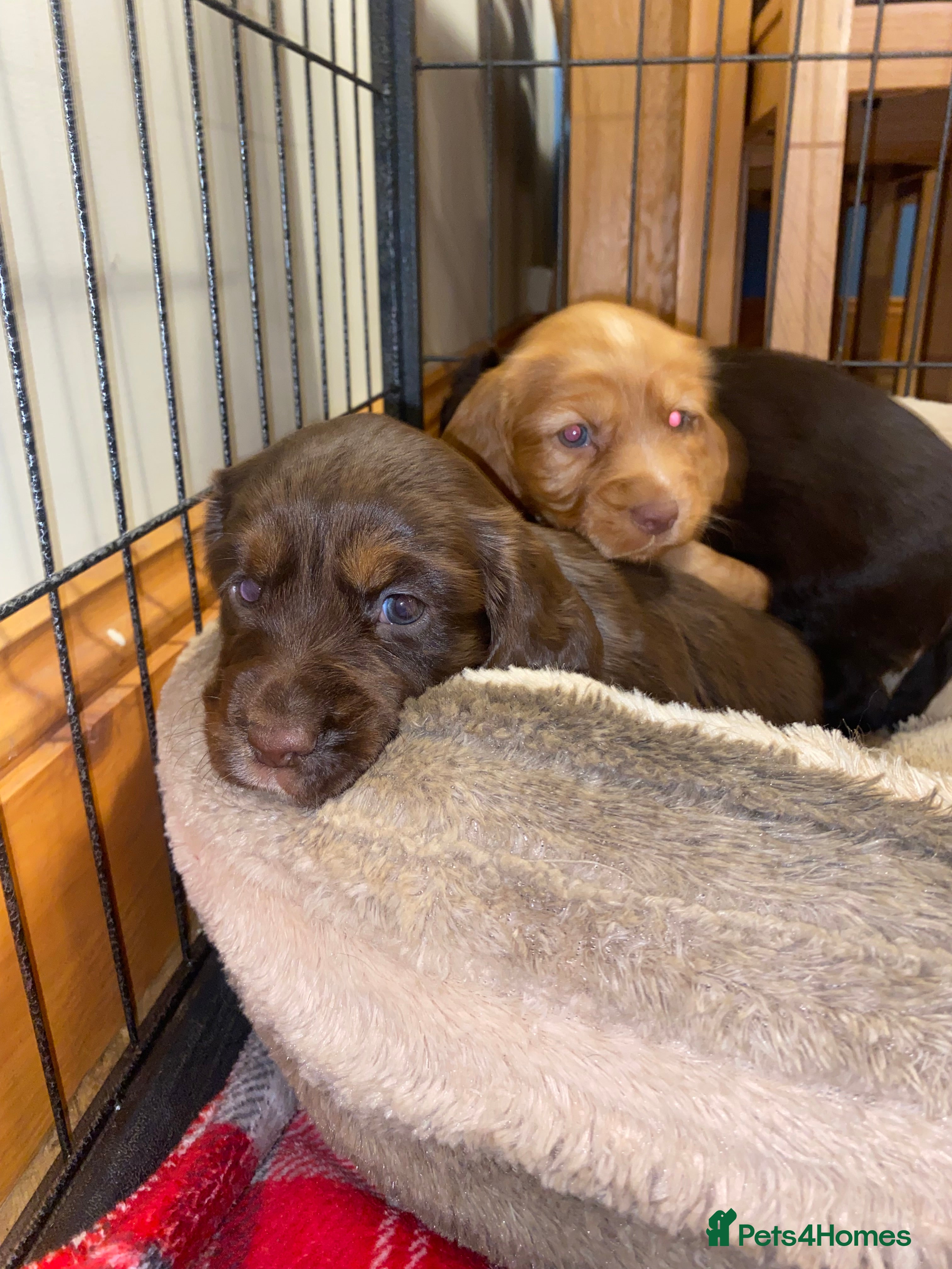 Cocker Spaniel dogs KC Reg cocker spaniel puppies - choc&tan / gold - Advert 4