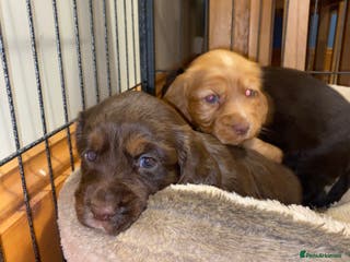 Cocker Spaniel dogs KC Reg cocker spaniel puppies - choc&tan / gold - Advert 4